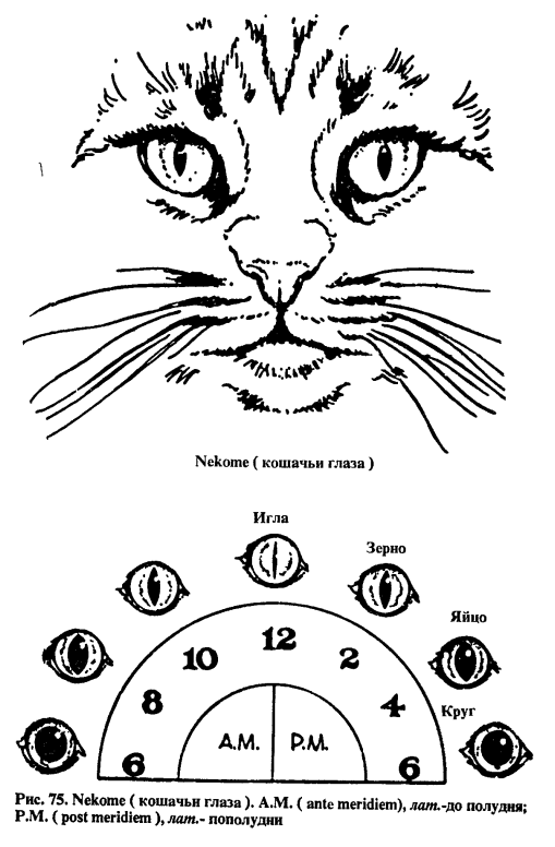 Схема кошачий глаз. Зрачок кошки в зависимости от времени суток. Время по глазам кошки. Определение времени по глазам кошки. Определить время по зрачкам кота.